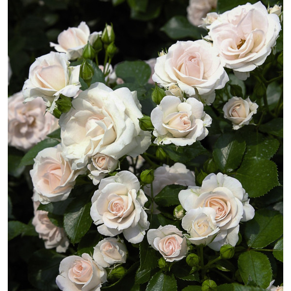ASPIRIN® ROSE ASPIRIN® ROSE